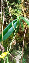 Comparettia