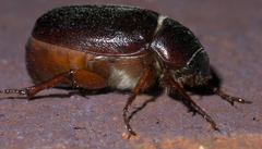 Phyllophaga