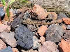 Sceloporus grammicus