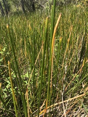 Eleocharis interstincta