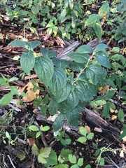 Lithospermum latifolium