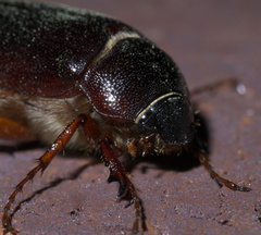 Phyllophaga