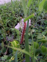 Emesis mandana