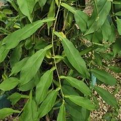 Pothos chinensis
