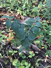 Lithospermum latifolium