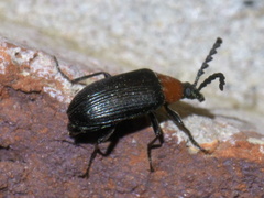 Chromatia amoena