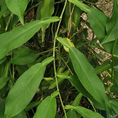 Pothos chinensis