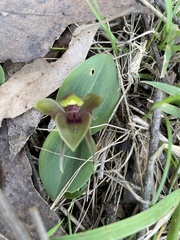 Chiloglottis valida