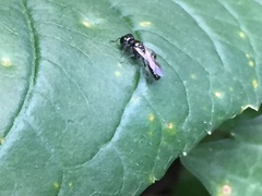 Crossocerus