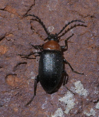 Chromatia amoena