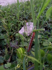 Emesis mandana