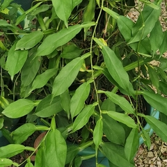Pothos chinensis