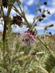 Cirsium fontinale obispoense