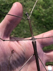 Ctenomorpha marginipennis