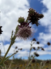 Cirsium fontinale obispoense
