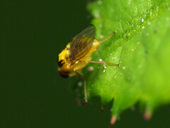 Phytoliriomyza