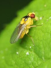Phytoliriomyza
