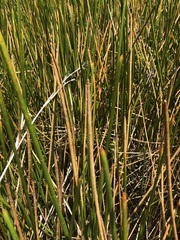 Eleocharis interstincta
