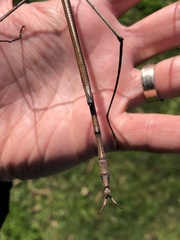 Ctenomorpha marginipennis