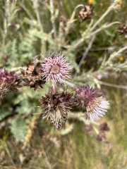 Cirsium fontinale obispoense