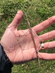 Ctenomorpha marginipennis