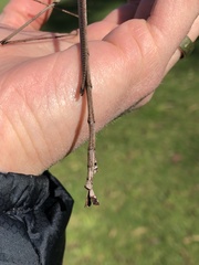 Ctenomorpha marginipennis