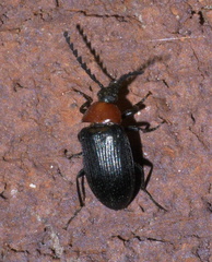 Chromatia amoena