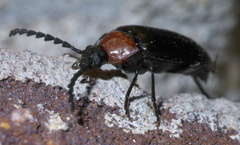 Chromatia amoena