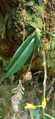 Comparettia