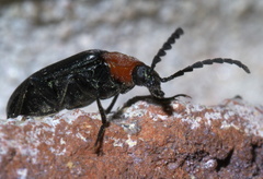 Chromatia amoena