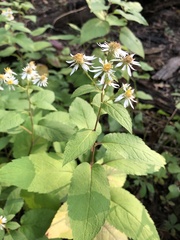 Eurybia furcata