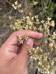 Pseudognaphalium ramosissimum