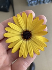 Dimorphotheca fruticosa