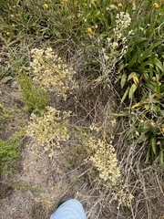 Pseudognaphalium ramosissimum