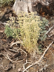 Pseudognaphalium stramineum