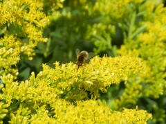 Sparnopolius confusus