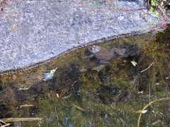 Lithobates montezumae