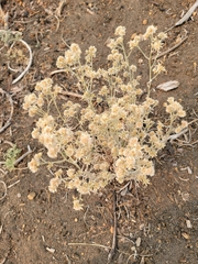Pseudognaphalium stramineum