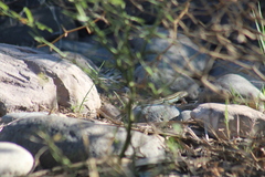 Aspidoscelis hyperythrus