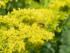 Sparnopolius confusus