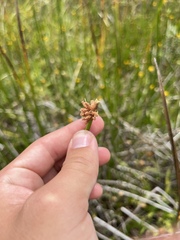 Schoenoplectus pungens
