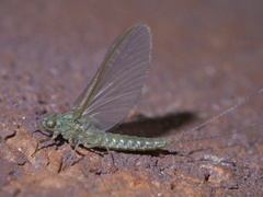 Callibaetis floridanus