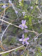 Philotheca salsolifolia