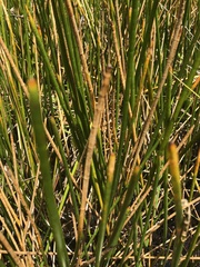 Eleocharis interstincta