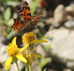 Polygonia gracilis