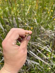 Schoenoplectus pungens