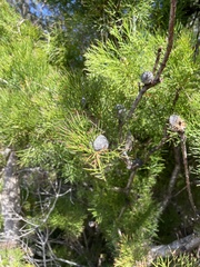 Isopogon anethifolius