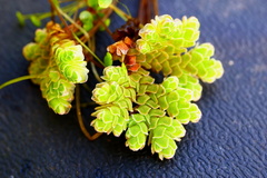 Azolla rubra