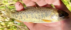Oncorhynchus apache