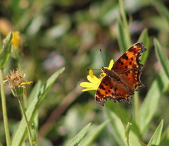 Polygonia gracilis